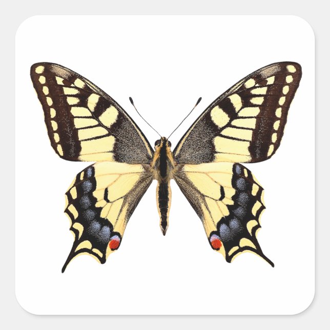 Isolated swallowtail butterfly PNG Square Sticker (Front)