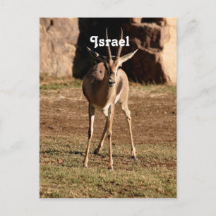 Israeli Gazelle Postcard