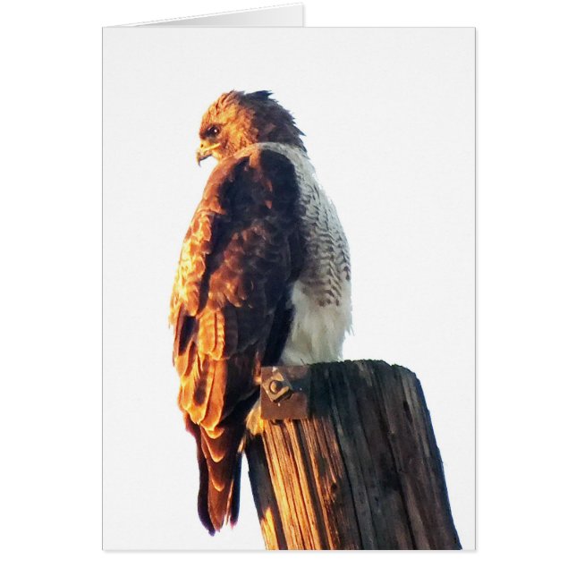 "It is Not Enough to Be Good...." Cooper's Hawk (Front)