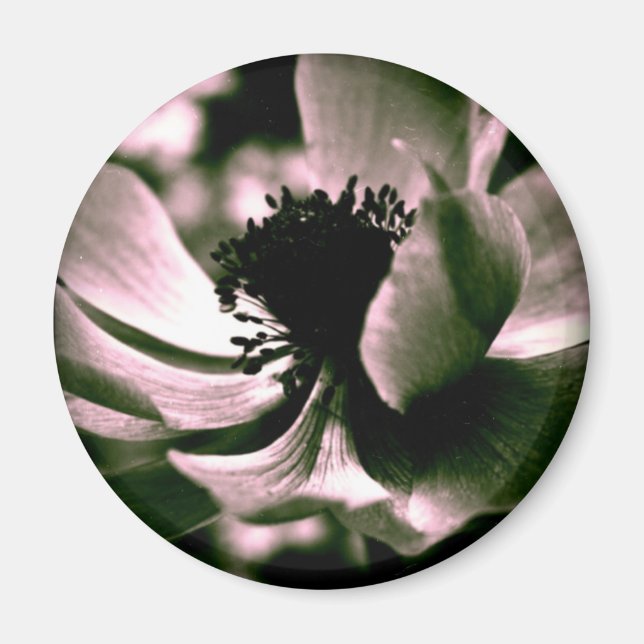 It was a beautiful day.Anemone Magnet (Front)