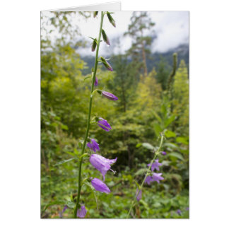 Italian cards, Borgo Valsugana