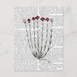 Italian Carnation 4 Postcard