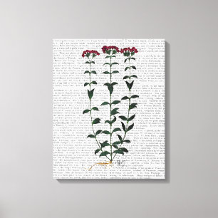 Italian Carnation Canvas Print