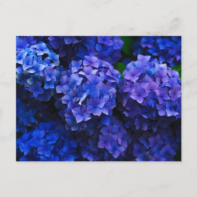 Italian Deep Blue Hydrangeas Postcard (Front)