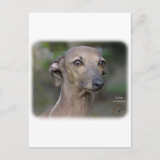 Italian Greyhound 9K74D-19 Postcard (Front)