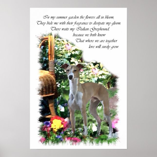 Italian Greyhound Art Print (Front)