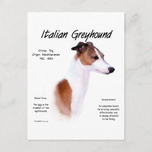 Italian Greyhound History Design Postcard