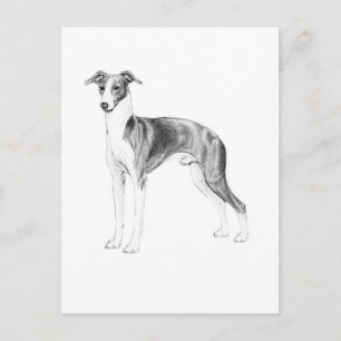 Italian Greyhound Style Postcard