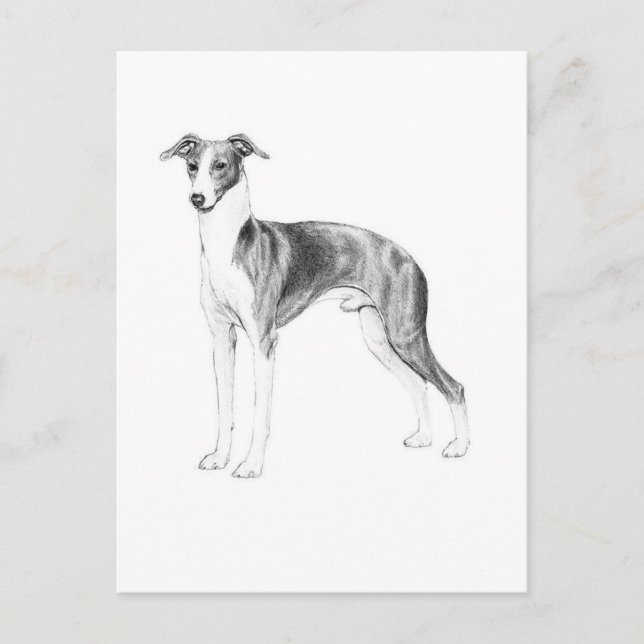Italian Greyhound Style Postcard (Front)