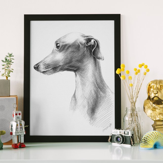 Italian Greyhound Whippet dog portrait drawing art Poster (Creator Uploaded)
