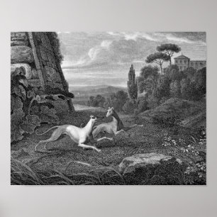 Italian Greyhounds Dog Drawing Poster