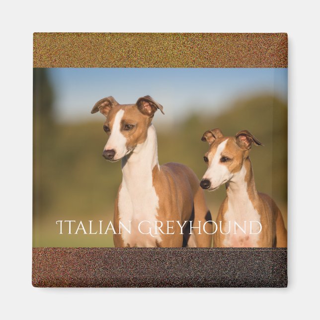 Italian Greyhounds Magnet (Front)
