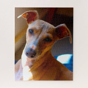 Italian Hound Dog. Jigsaw Puzzle