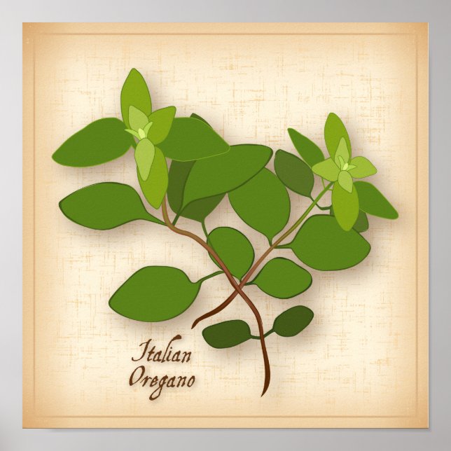 Italian Oregano Herb Poster (Front)