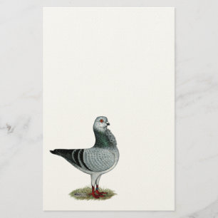 Italian Owl Grizzle Pigeon Stationery