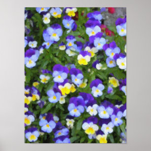 Italian Pansies Poster