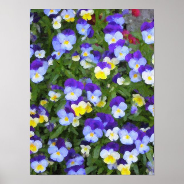 Italian Pansies Poster (Front)