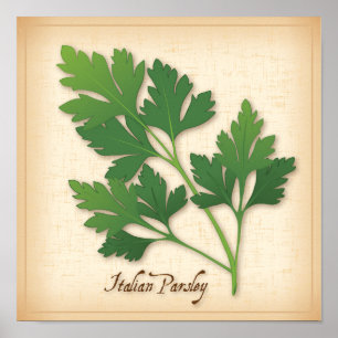 Italian Parsley Herb Poster