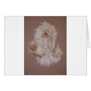 Italian Spinone
