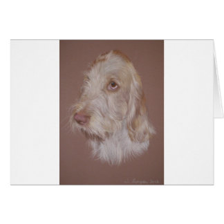 Italian Spinone
