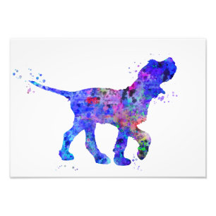 Italian Spinone Photo Print