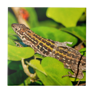Italian wall lizard ceramic tile