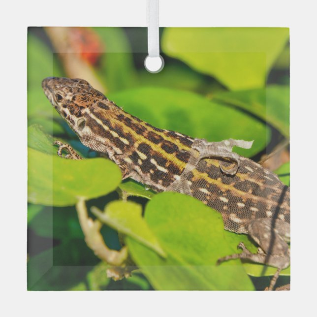 Italian wall lizard glass tree decoration (Front)