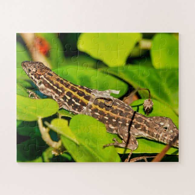 Italian wall lizard jigsaw puzzle (Horizontal)