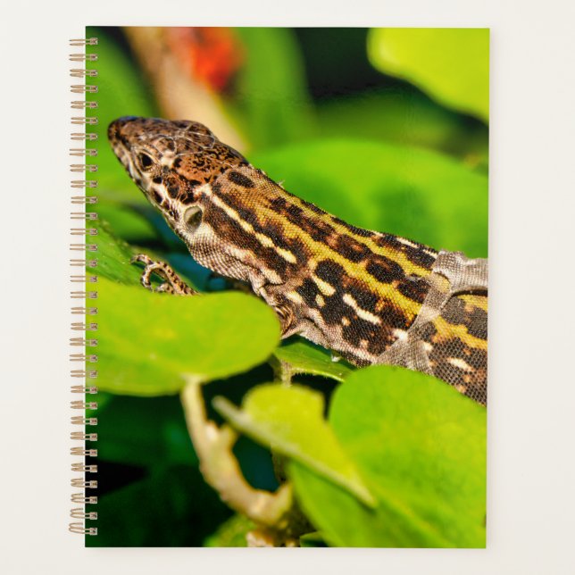 Italian wall lizard planner (Front)