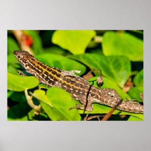 Italian wall lizard poster