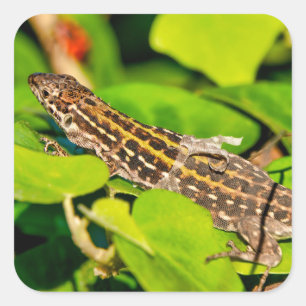 Italian wall lizard square sticker