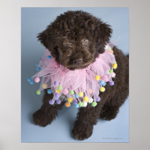 Italian Water Dog (Lagotto) Puppy Poster