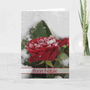 Italian Winter rose Christmas card
