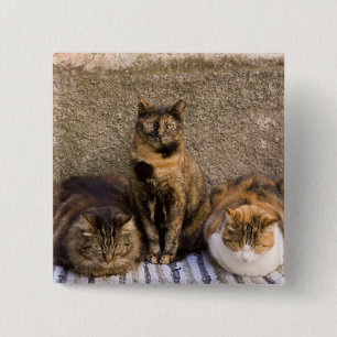 Italy, Cinque Terre, Vernazza. Three cats 15 Cm Square Badge