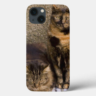 Italy, Cinque Terre, Vernazza. Three cats beside iPhone 13 Case