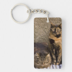 Italy, Cinque Terre, Vernazza. Three cats Key Ring