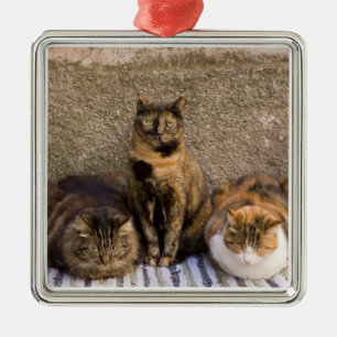 Italy, Cinque Terre, Vernazza. Three cats Metal Tree Decoration
