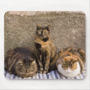 Italy, Cinque Terre, Vernazza. Three cats Mouse Pad