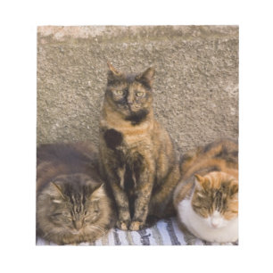 Italy, Cinque Terre, Vernazza. Three cats Notepad