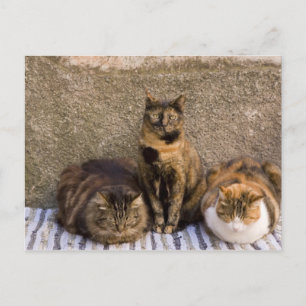 Italy, Cinque Terre, Vernazza. Three cats Postcard
