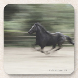 Italy, Latium, Maremma horse galloping (blurred Coaster