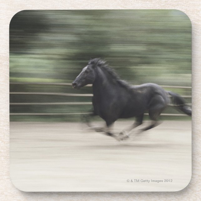 Italy, Latium, Maremma horse galloping (blurred Coaster (Front)