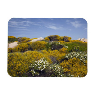 Italy, Sardinia, Santa Teresa Gallura. Capo 3 Magnet