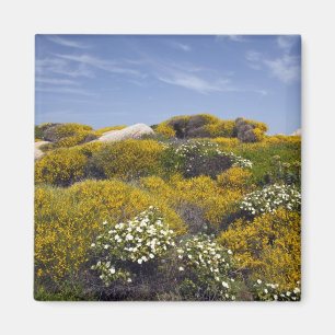 Italy, Sardinia, Santa Teresa Gallura. Capo 3 Magnet