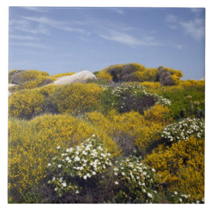 Italy, Sardinia, Santa Teresa Gallura. Capo 3 Tile