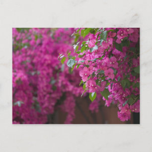Italy, Sicily, Cefalu, Flowered Courtyard by Postcard