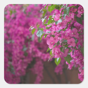 Italy, Sicily, Cefalu, Flowered Courtyard by Square Sticker