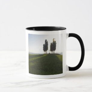 Italy, Tuscany, Cypress Trees in Tuscany with Mug