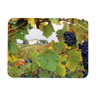 Italy, Tuscany Farmhouse viewed through Magnet