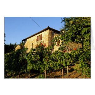 Italy, Tuscany, Greve. Late summer wine scenes